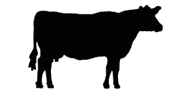 cow stencil